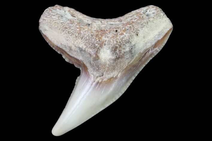 Colorful Fossil Tiger Shark (Galeocerdo) Tooth - Virginia #91844